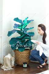 Living Room Bonsai Ficus Benjamina Seeds, Potted Plant Seed, Flower Seed, Perennial Leaf Plant Seeds 50 pcs