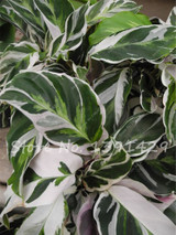 Living Room Bonsai Ficus Benjamina Seeds, Potted Plant Seed, Flower Seed, Perennial Leaf Plant Seeds 50 pcs