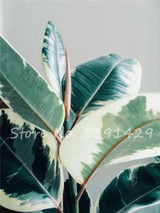 Living Room Bonsai Ficus Benjamina Seeds, Potted Plant Seed, Flower Seed, Perennial Leaf Plant Seeds 50 pcs