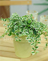 Living Room Bonsai Ficus Benjamina Seeds, Potted Plant Seed, Flower Seed, Perennial Leaf Plant Seeds 50 pcs
