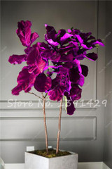 Living Room Bonsai Ficus Benjamina Seeds, Potted Plant Seed, Flower Seed, Perennial Leaf Plant Seeds 50 pcs