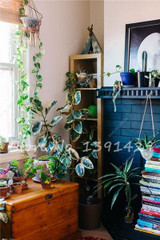 Living Room Bonsai Ficus Benjamina Seeds, Potted Plant Seed, Flower Seed, Perennial Leaf Plant Seeds 50 pcs