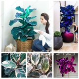 Living Room Bonsai Ficus Benjamina Seeds, Potted Plant Seed, Flower Seed, Perennial Leaf Plant Seeds 50 pcs