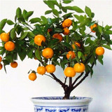 Fruit seeds Orange Tree Seeds DWARF WASHINGTON NAVEL Grow Indoors or Outdoors 30pcs free shipping
