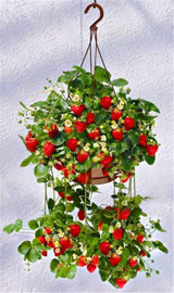 Fruit seeds 300pcs Super Giant Strawberry perfume bonsai strawberry fruit, edible strawberry seeds for home garden plant
