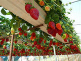 Fruit seeds 300pcs Super Giant Strawberry perfume bonsai strawberry fruit, edible strawberry seeds for home garden plant