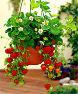 Fruit seeds 300pcs Super Giant Strawberry perfume bonsai strawberry fruit, edible strawberry seeds for home garden plant