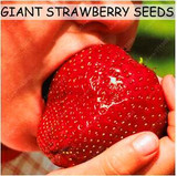 Fruit seeds 300pcs Super Giant Strawberry perfume bonsai strawberry fruit, edible strawberry seeds for home garden plant