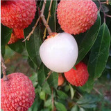 Fruit seeds 10 pcs/bag Lychee Seeds Home Gardening Outdoor Fruit Tree Sementes Houseplant Bonsai plant pot for home garden