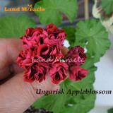 LAND MIRACLE Red Appleblossom Geranium Perennial Flower Seeds, 5 Seeds, Rare Big-blooms Pelargonium Hortorum For Garden Plant