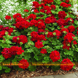 LAND MIRACLE Giant Red Rose Geranium Seeds, 5 Seeds/Pack, Perennial Garden Flowers Pelargonium Seeds Bonsai Potted Plant