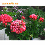 LAND MIRACLE Geranium Peach Red Ball Flower Seeds, 5 Seeds, Bonsai Pelargonium Garden Flowers Plant Perennial Seeds