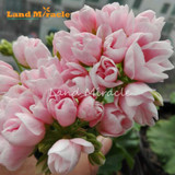 LAND MIRACLE Geranium Peach Pink Ball Flower Seeds, 5 Seeds, Bonsai Pelargonium Garden Flowers Plant Perennial Seeds