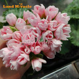 LAND MIRACLE Geranium Peach Pink Ball Flower Seeds, 5 Seeds, Bonsai Pelargonium Garden Flowers Plant Perennial Seeds