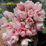 LAND MIRACLE Geranium Peach Pink Ball Flower Seeds, 5 Seeds, Bonsai Pelargonium Garden Flowers Plant Perennial Seeds