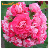 LAND MIRACLE 100% True Rose Geranium Flower Seeds, 5 Seeds, Appleblossom Rosebud Pelargonium Perennial Garden Plant