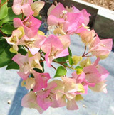Bougainvillea Seeds Colorful Bougainvillea Spectabilis Willd Seeds Perennial Flower Seeds Garden Bonsai Pot Plant 100 Pcs/Bag