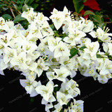 Bougainvillea Seeds Colorful Bougainvillea Spectabilis Willd Seeds Perennial Flower Seeds Garden Bonsai Pot Plant 100 Pcs/Bag