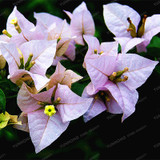 Bougainvillea Seeds Colorful Bougainvillea Spectabilis Willd Seeds Perennial Flower Seeds Garden Bonsai Pot Plant 100 Pcs/Bag