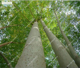 Moringa Seeds Evergreen Shrub Seeds Garden Building Edible Seeds Drumstick Tree Natural Growth The Germination Rate 95% 30 Pcs