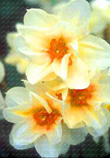 2017 New Arrival!!! 100 pcs Narcissus Flower Seeds Absorption Radiation Narcissus Tazetta Seeds Flowers for Rooms Decoration
