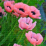 2017 New Arrival!!! 100 pcs Narcissus Flower Seeds Absorption Radiation Narcissus Tazetta Seeds Flowers for Rooms Decoration