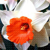 2017 New Arrival!!! 100 pcs Narcissus Flower Seeds Absorption Radiation Narcissus Tazetta Seeds Flowers for Rooms Decoration