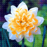 2017 New Arrival!!! 100 pcs Narcissus Flower Seeds Absorption Radiation Narcissus Tazetta Seeds Flowers for Rooms Decoration