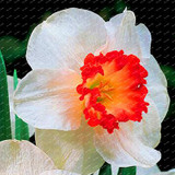 2017 New Arrival!!! 100 pcs Narcissus Flower Seeds Absorption Radiation Narcissus Tazetta Seeds Flowers for Rooms Decoration