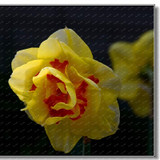 2017 New Arrival!!! 100 pcs Narcissus Flower Seeds Absorption Radiation Narcissus Tazetta Seeds Flowers for Rooms Decoration