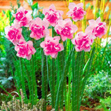 2017 New Arrival!!! 100 pcs Narcissus Flower Seeds Absorption Radiation Narcissus Tazetta Seeds Flowers for Rooms Decoration