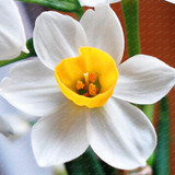 2017 New Arrival!!! 100 pcs Narcissus Flower Seeds Absorption Radiation Narcissus Tazetta Seeds Flowers for Rooms Decoration