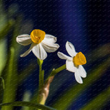 2017 New Arrival!!! 100 pcs Narcissus Flower Seeds Absorption Radiation Narcissus Tazetta Seeds Flowers for Rooms Decoration