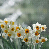 2017 New Arrival!!! 100 pcs Narcissus Flower Seeds Absorption Radiation Narcissus Tazetta Seeds Flowers for Rooms Decoration