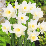 2017 New Arrival!!! 100 pcs Narcissus Flower Seeds Absorption Radiation Narcissus Tazetta Seeds Flowers for Rooms Decoration