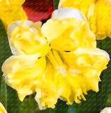 2017 New Arrival!!! 100 pcs Narcissus Flower Seeds Absorption Radiation Narcissus Tazetta Seeds Flowers for Rooms Decoration