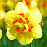 2017 New Arrival!!! 100 pcs Narcissus Flower Seeds Absorption Radiation Narcissus Tazetta Seeds Flowers for Rooms Decoration