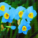 2017 New Arrival!!! 100 pcs Narcissus Flower Seeds Absorption Radiation Narcissus Tazetta Seeds Flowers for Rooms Decoration