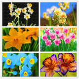 2017 New Arrival!!! 100 pcs Narcissus Flower Seeds Absorption Radiation Narcissus Tazetta Seeds Flowers for Rooms Decoration