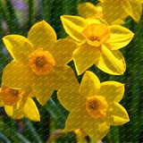 2017 New Arrival!!! 100 pcs Narcissus Flower Seeds Absorption Radiation Narcissus Tazetta Seeds Flowers for Rooms Decoration