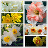 2017 New Arrival!!! 100 pcs Narcissus Flower Seeds Absorption Radiation Narcissus Tazetta Seeds Flowers for Rooms Decoration