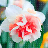 2017 New Arrival!!! 100 pcs Narcissus Flower Seeds Absorption Radiation Narcissus Tazetta Seeds Flowers for Rooms Decoration