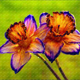 2017 New Arrival!!! 100 pcs Narcissus Flower Seeds Absorption Radiation Narcissus Tazetta Seeds Flowers for Rooms Decoration
