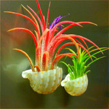 2017 New Arrival Youpangpang Air Plant Seeds 100pcs Cactus Jardin Bonsai Plants Rainbow Grass Seed For Garden Sementes
