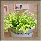 free ship Lily of the Valley flower seeds, bell orchid seeds, rich aroma, bonsai flower seed, multi-colored orchids-40 seeds