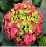 free ship Common hydrangea seed, Balcony Potted flowers hydrangea seed varieties have 24 colors -10 seeds / pack