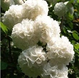 free ship Common hydrangea seed, Balcony Potted flowers hydrangea seed varieties have 24 colors -10 seeds / pack