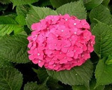 free ship Common hydrangea seed, Balcony Potted flowers hydrangea seed varieties have 24 colors -10 seeds / pack