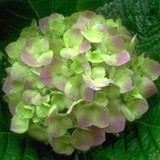 free ship Common hydrangea seed, Balcony Potted flowers hydrangea seed varieties have 24 colors -10 seeds / pack