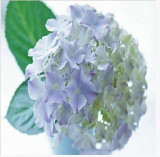 free ship Common hydrangea seed, Balcony Potted flowers hydrangea seed varieties have 24 colors -10 seeds / pack